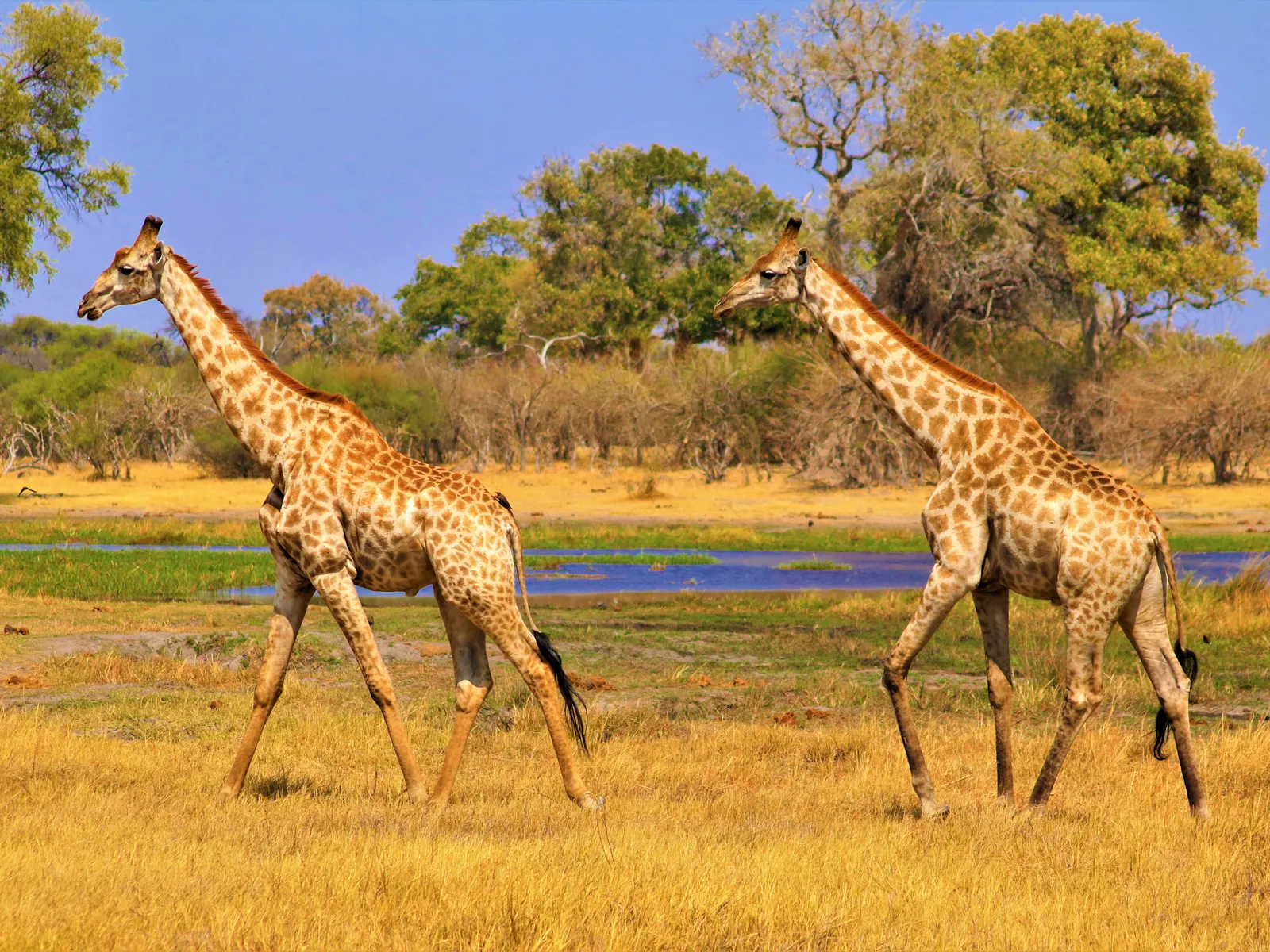 Botswana — Okavango Delta, Botswana