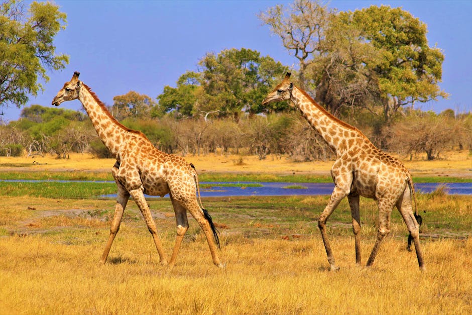 safari in Tanzania - how much does it cost to go to africa