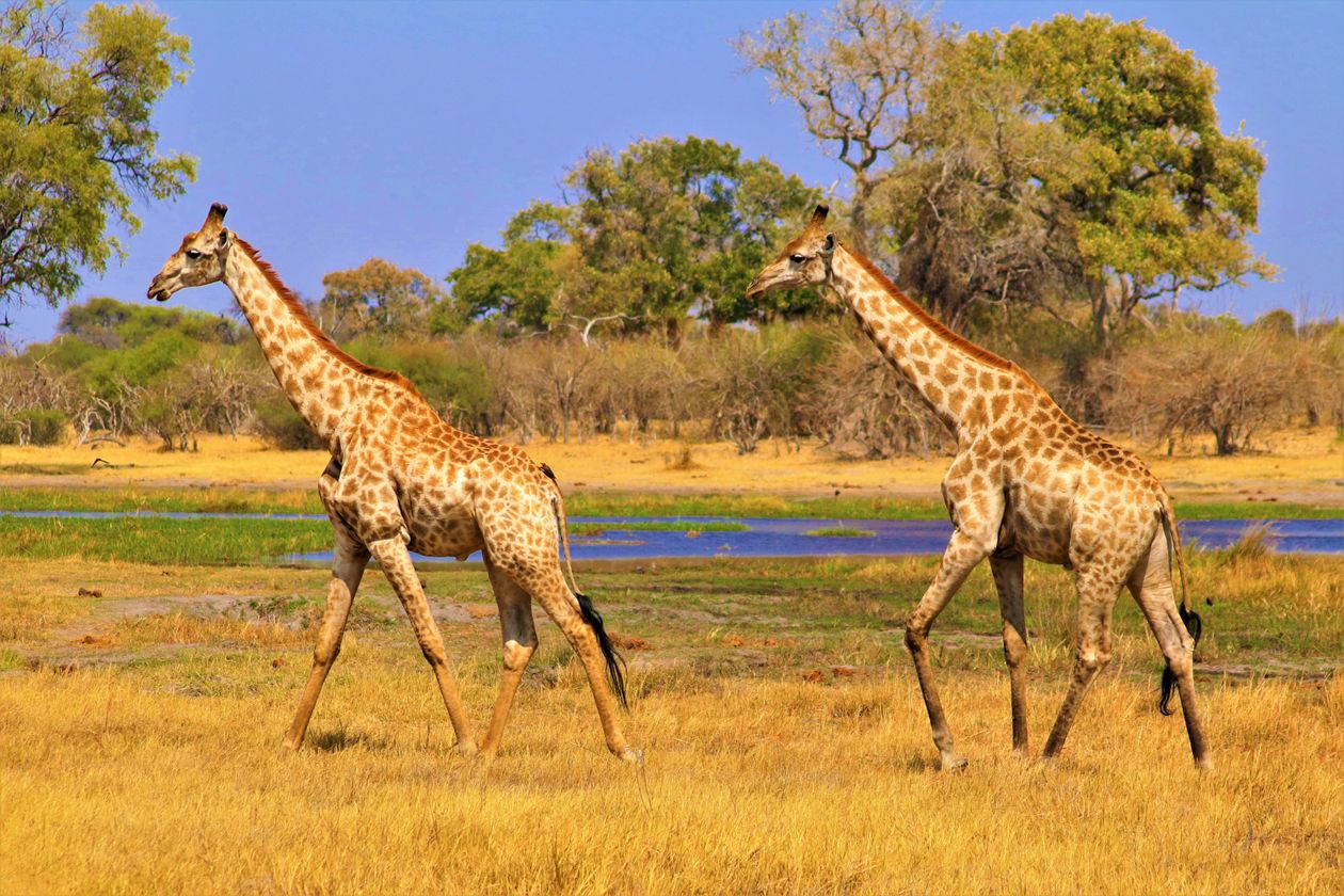 Giraffes roaming the Serengeti grassland