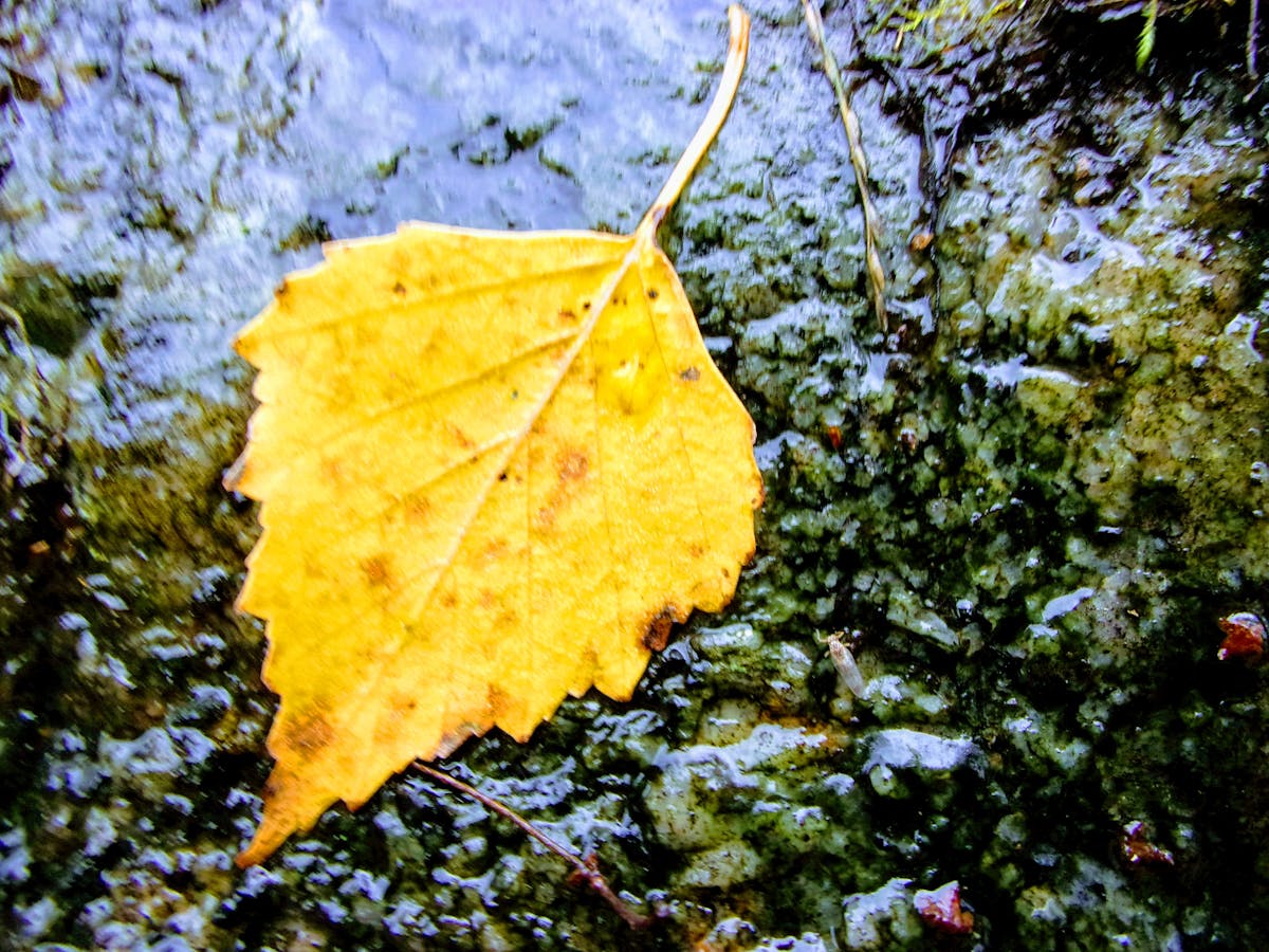 Person analyzing monetization graphs on a tablet while working at a desk