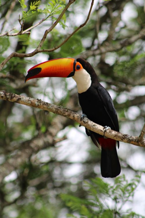 Free Vibrant toucan perched on a branch in its natural habitat showcasing its vibrant beak and feathers. Stock Photo