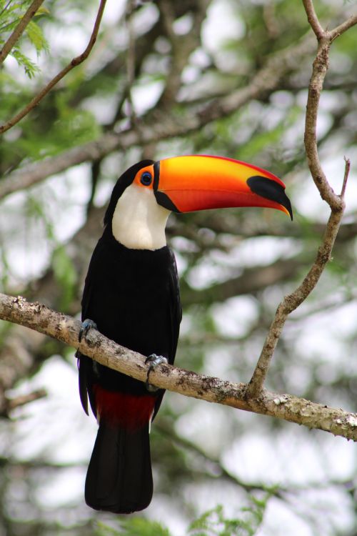 Free Bright toucan with vivid beak perched on a forest branch. Stock Photo