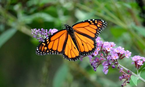 Free Close-up of a monarch butterfly perched on purple flowers in an outdoor garden setting. Stock Photo