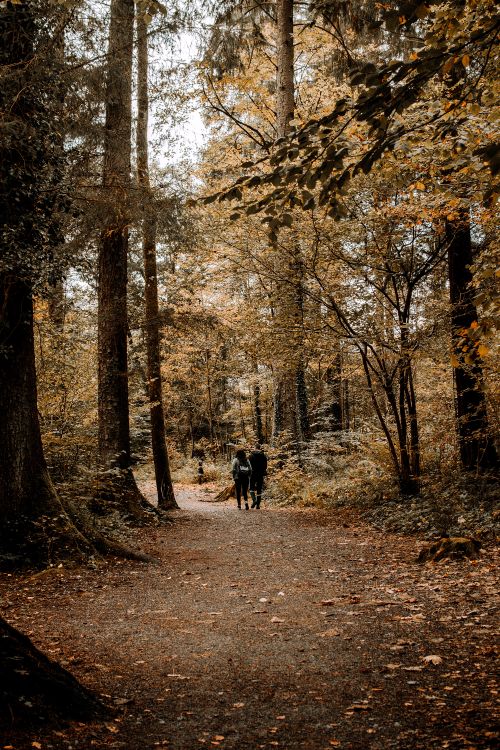 Free A couple walking through a scenic autumn forest path in Betws-y-Coed, Wales. Stock Photo