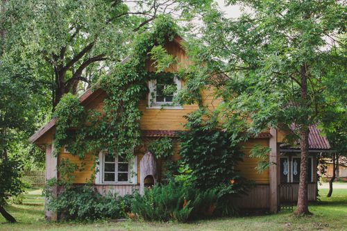 Free Rustic wooden cottage nestled among verdant trees and lush vines. Stock Photo