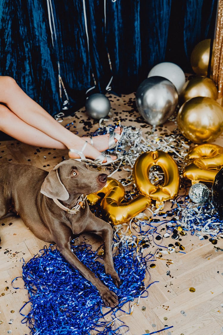 Woman Legs And Dog On New Years Eve Party