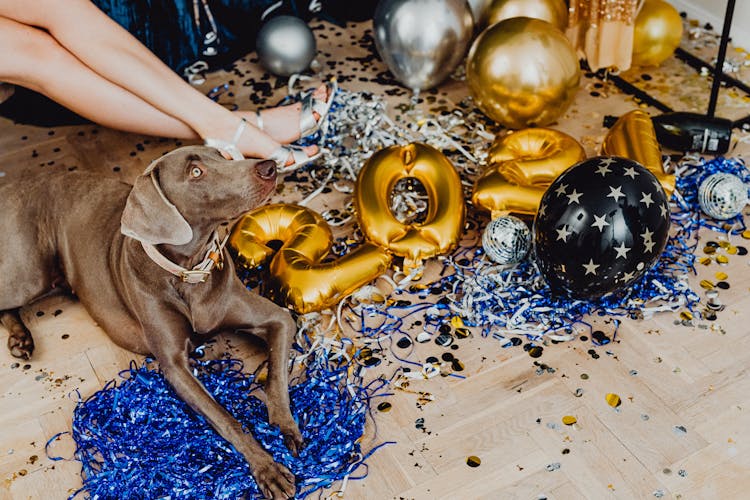 Woman Legs And Dog On New Years Eve Party