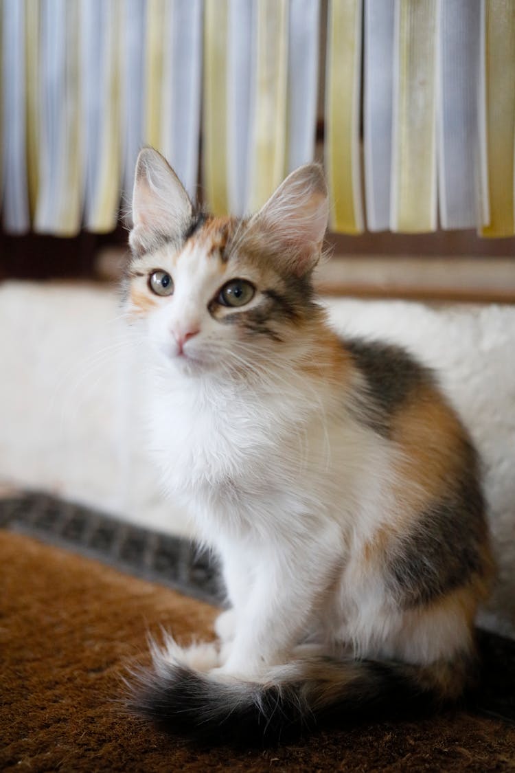 Tricolor Cat On Brown Rug