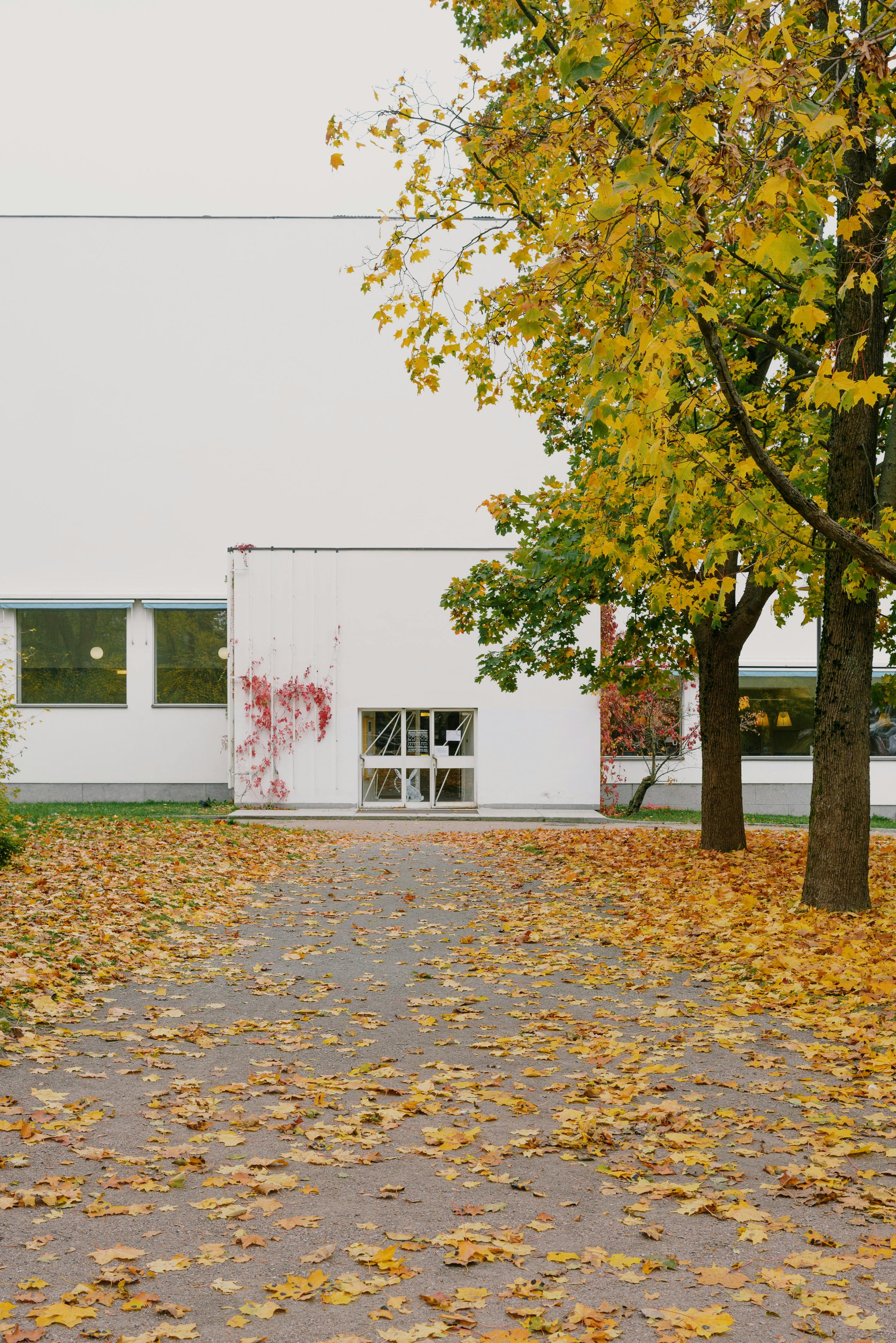 autumn trees growing along walkway in park