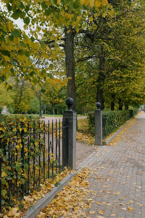 Sidewalk covered with fallen yellow foliage near fence of park with tall trees in autumn day