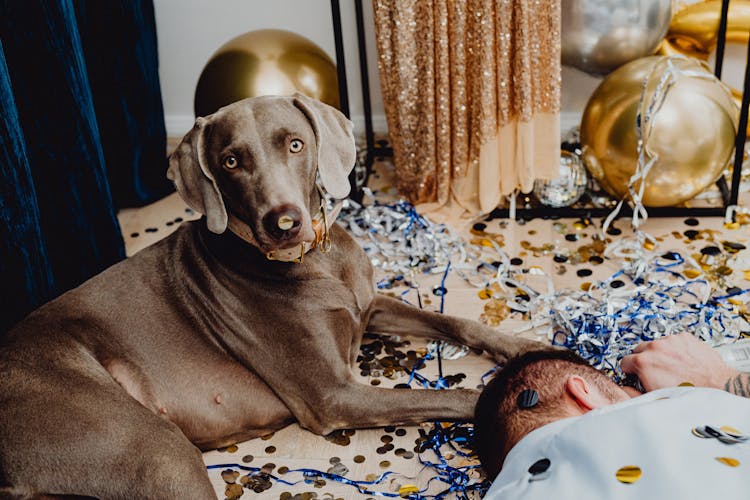 Gray Short Coated Dog Lying Beside A Drunk Man 