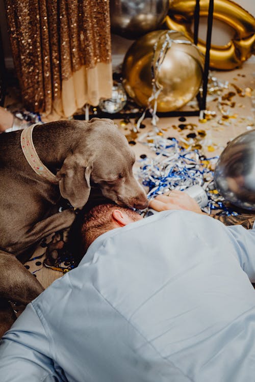 Free Brown Short Coated Dog Lying Next to the Sleeping Person  Stock Photo