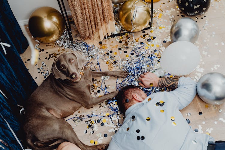 Short Coated Dog Lying Beside A Drunk Person