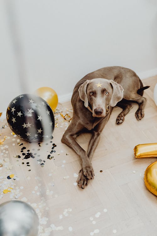 Gratis stockfoto met aan het liegen, aanbiddelijk, ballonnen