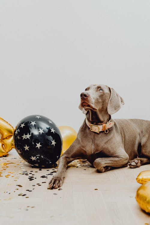 Gratis lagerfoto af balloner, dekorationer, fejring