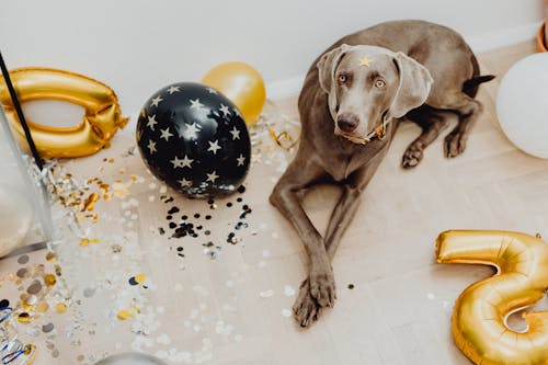 Gray Short Coated Dog Sitting on Floor with Balloons