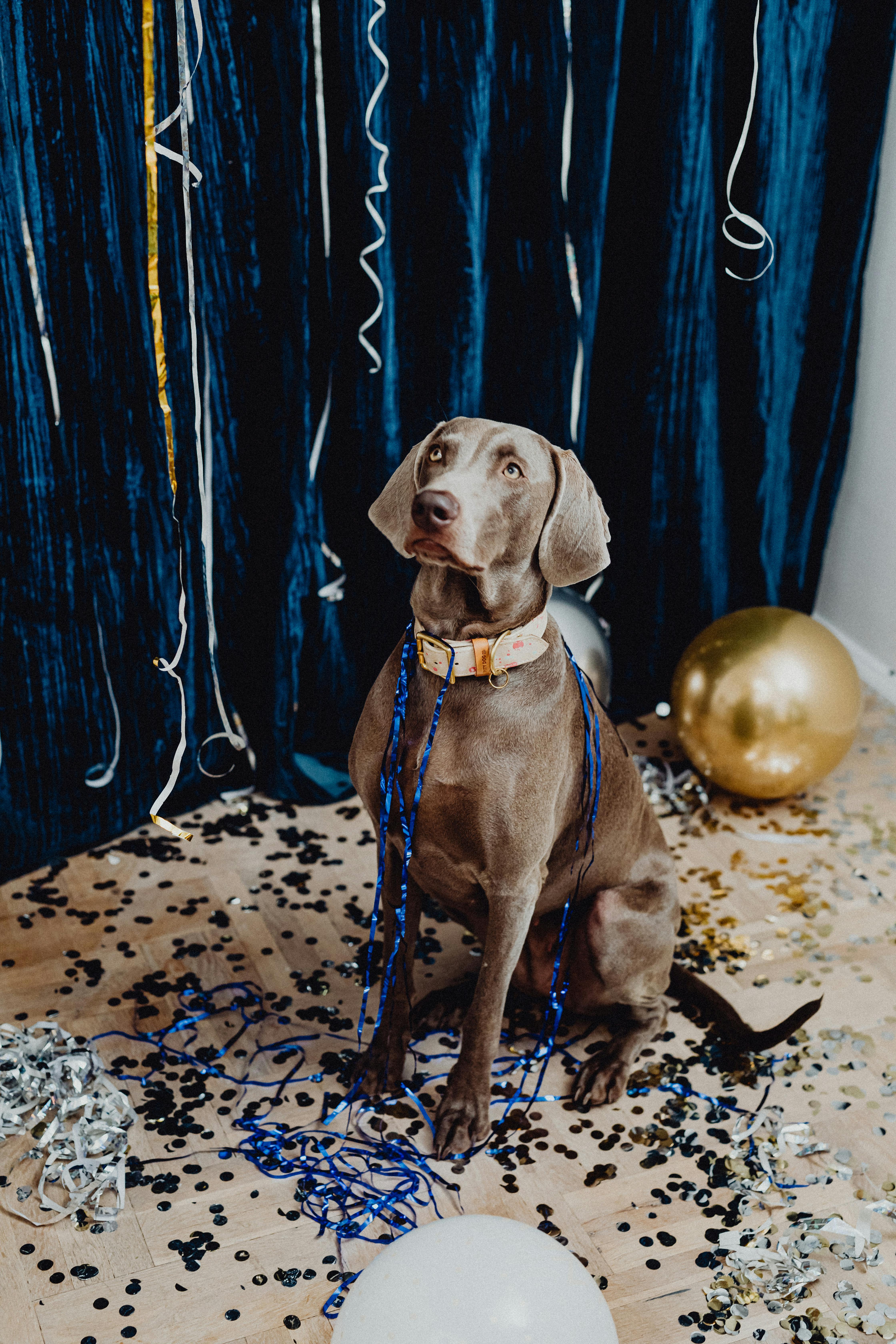 Gray Short Coated Dog Sitting Around Confetti