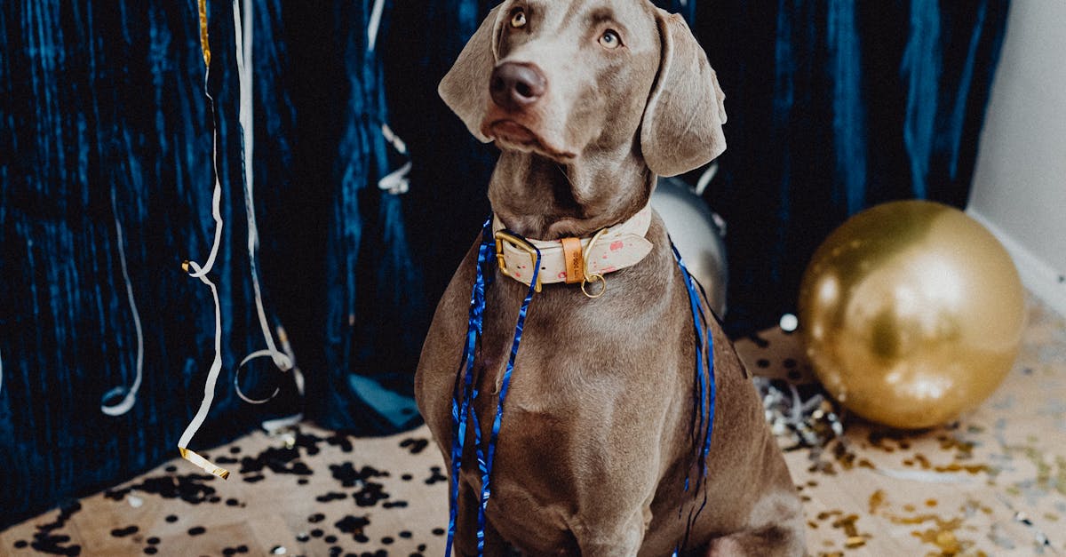 Gray Short Coated Dog Sitting Around Confetti