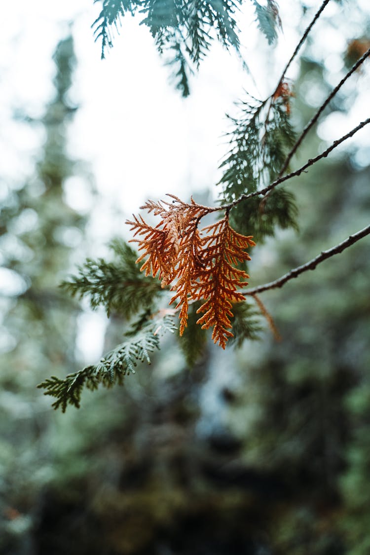 Brown Cedar Leaves Hanging On Tree Branch 