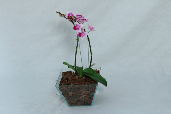 Nearshore BPO support environment