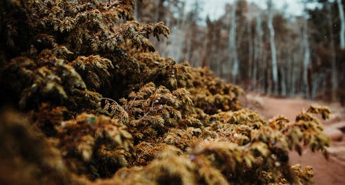 Základová fotografie zdarma na téma borovice, bujný, divoký