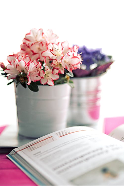 Azalea in a white pot