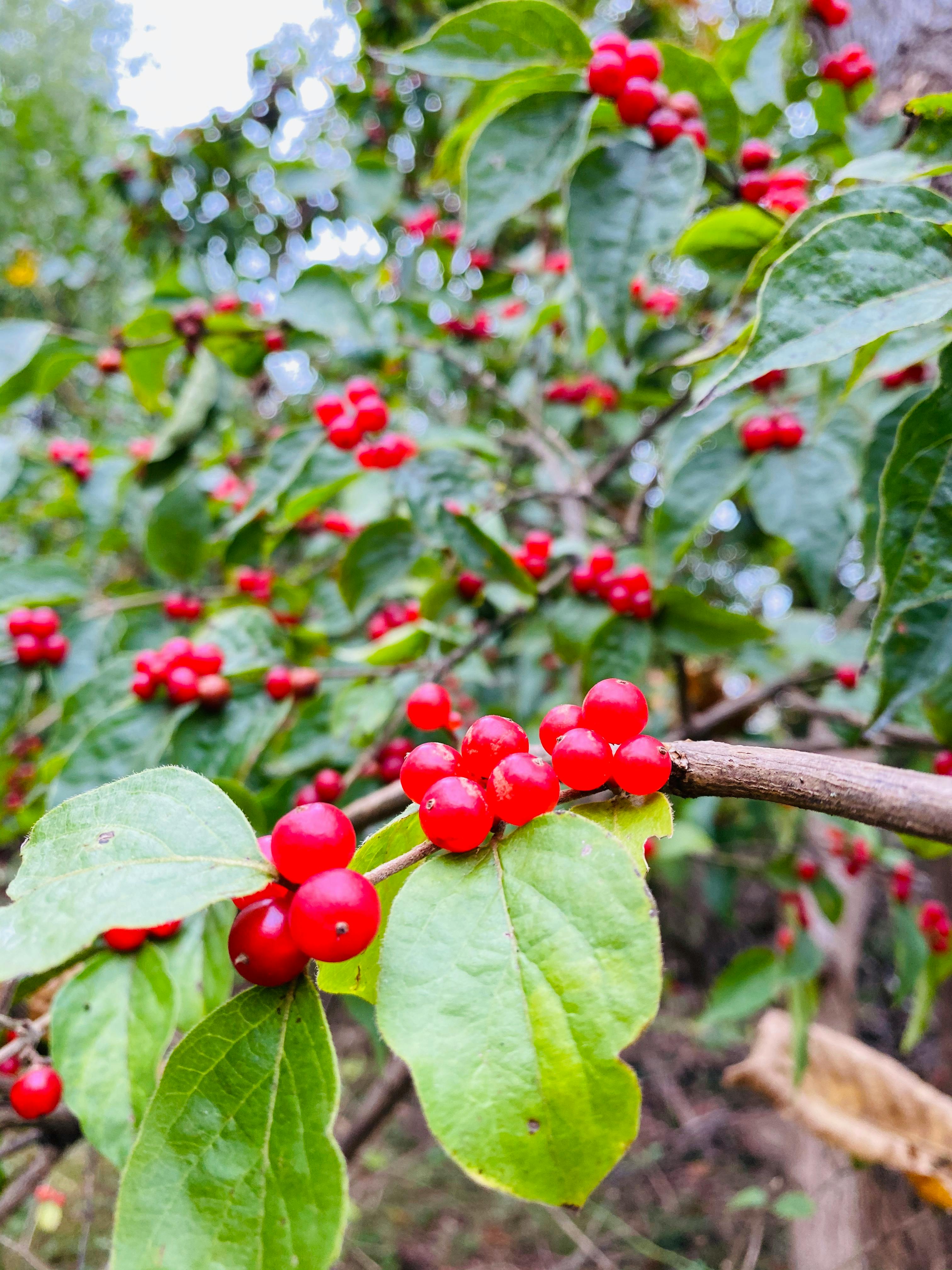 아웃백 스테이크 런치세트