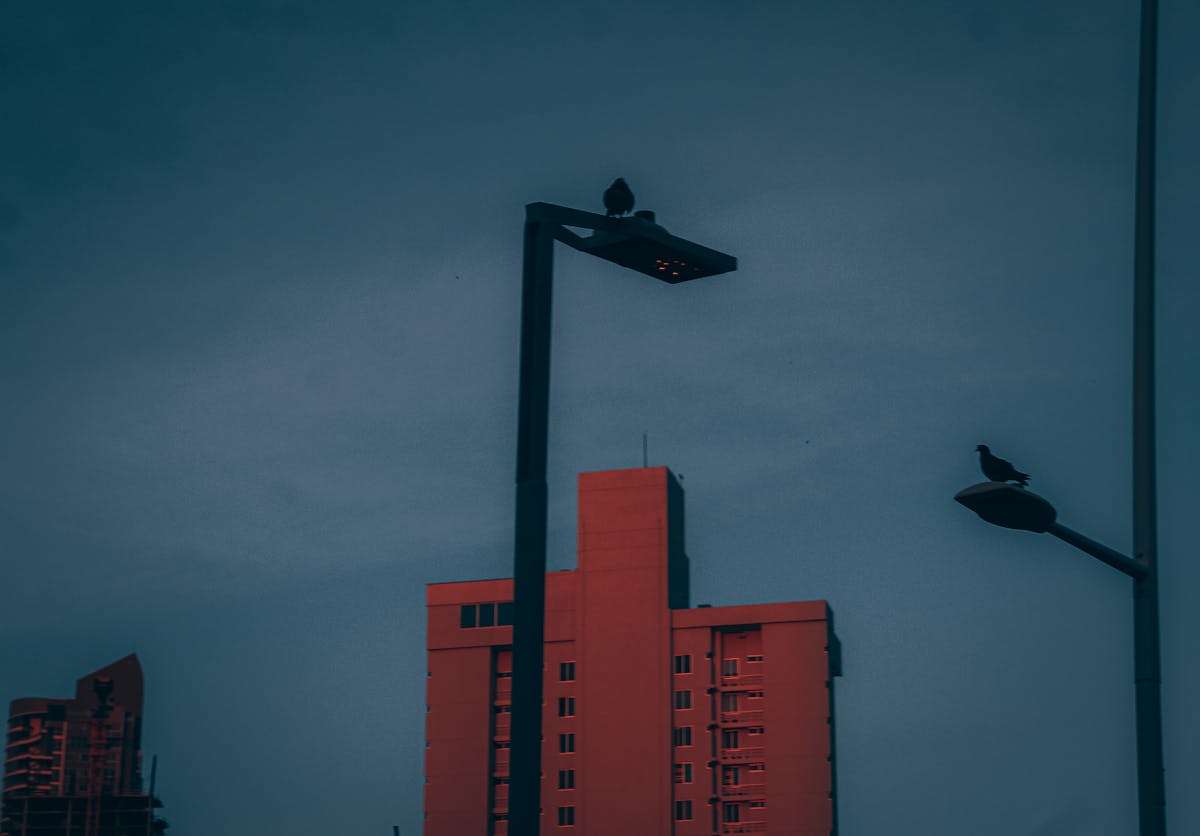 High-protein chicken and vegetable meal served in a bowl with herbs