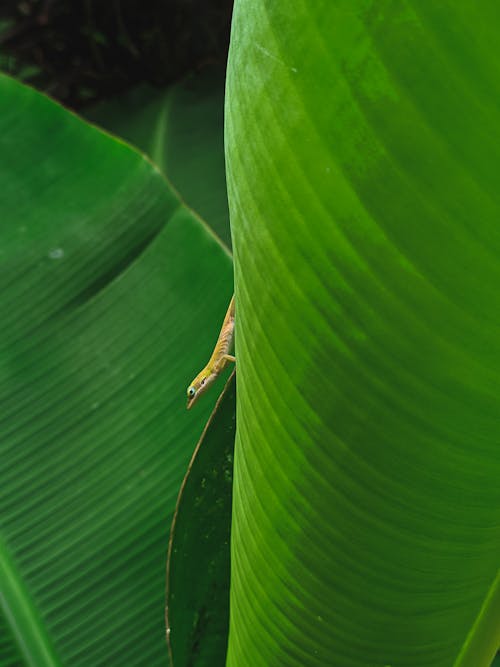 Close-Up Shot of a Lizard on a Banana Leaf