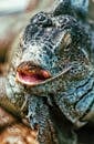 Poor injured wild iguana with partially amputated maxilla sitting in natural habitat in daylight