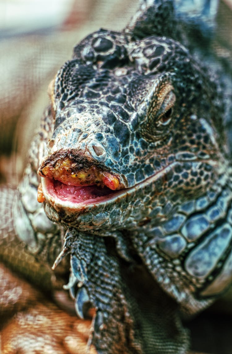 Wild Iguana With Injured Maxilla Part