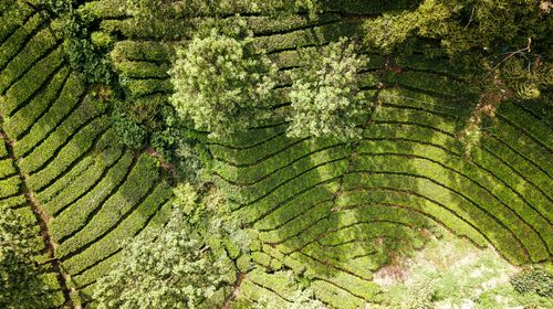 Free Drone view of green plantation with lush verdant trees in rural area under sun in summertime Stock Photo