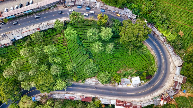 Green Plantation With Trees Surrounded By Road In Countryside