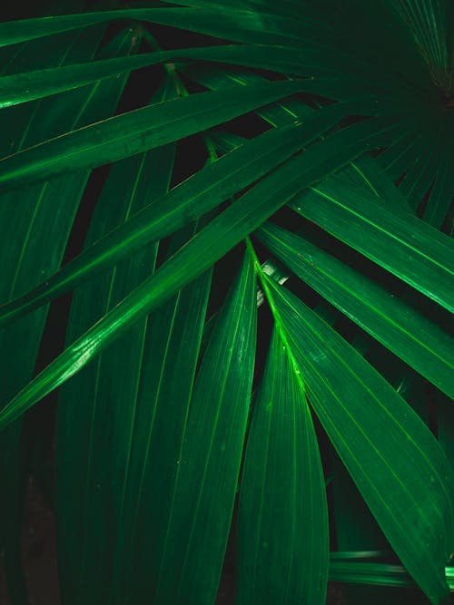 Free Green Leaves Plant in Close Up Photography Stock Photo