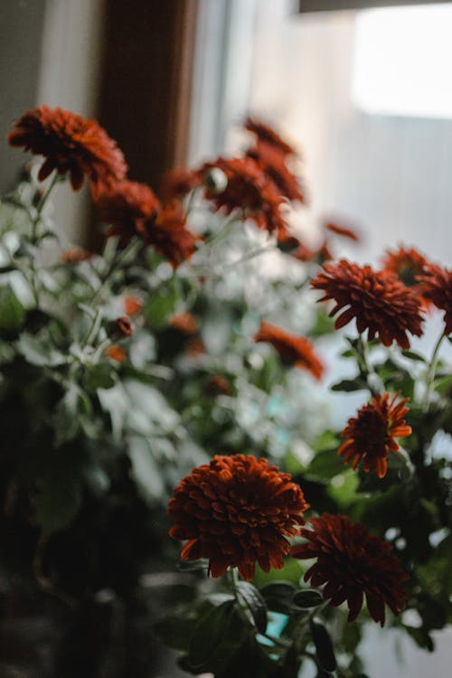 Close-Up Shot of Red Chrysanthemums in Bloom