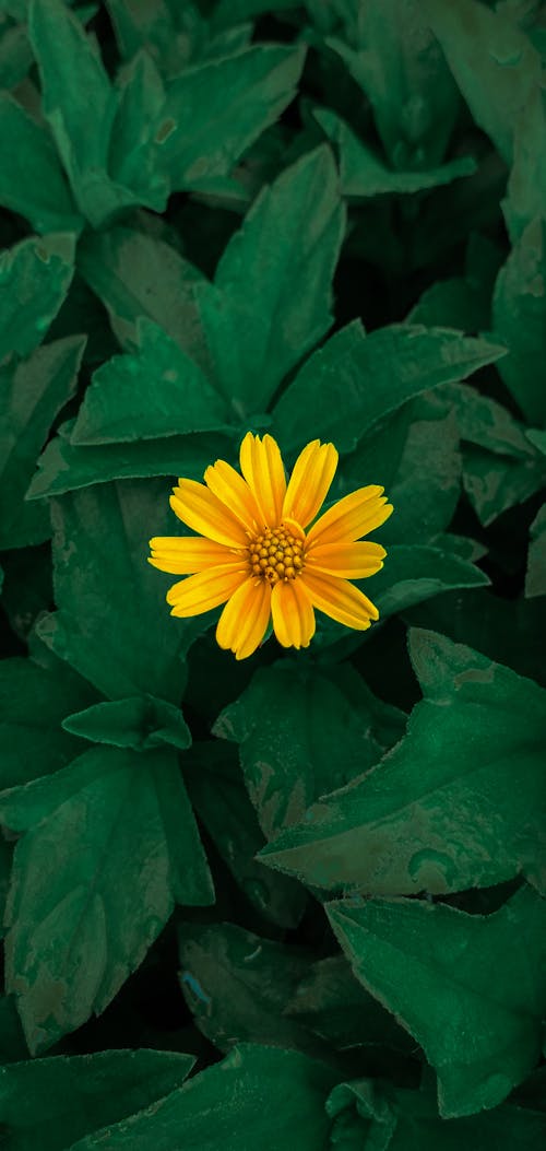 Yellow Flower With Green Leaves