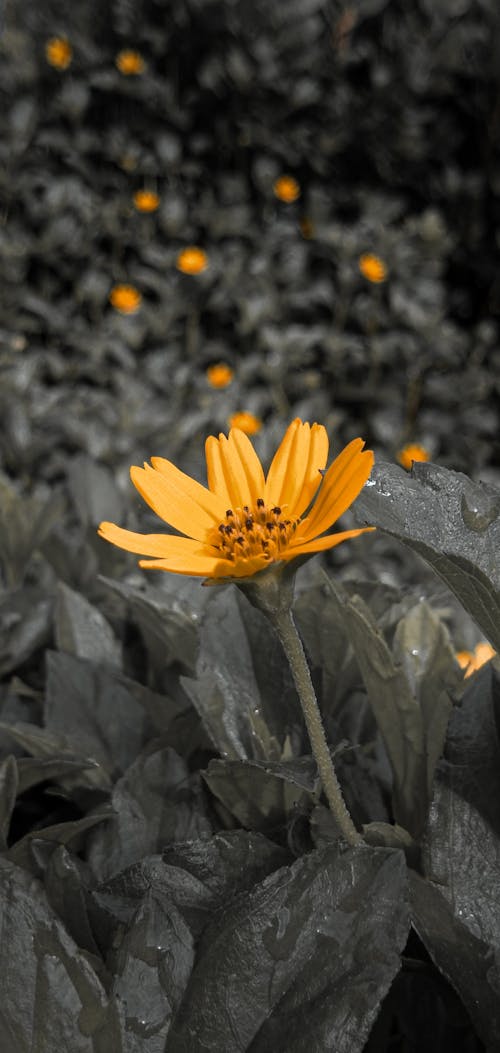 Free stock photo of beautiful flowers, black and orange, dark color