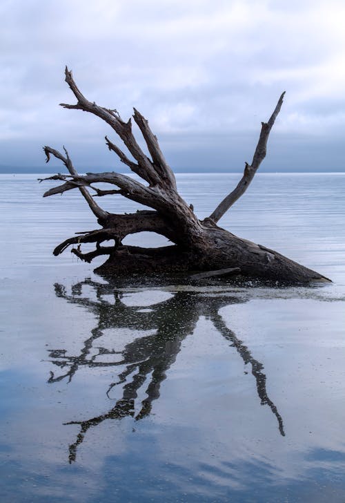 Free Brown Tree Trunk on Water Stock Photo