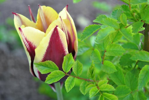 Free stock photo of beautiful, colourful, flower Stock Photo