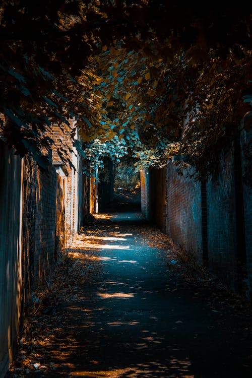 Alleyway Between Brick Walls and Trees