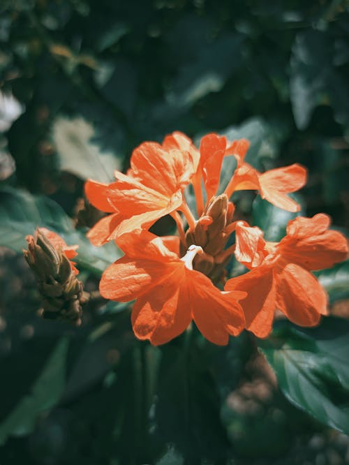 Foto profissional grátis de ao ar livre, close-up, flora