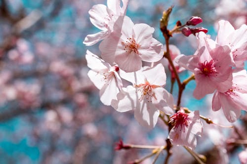 Foto d'estoc gratuïta de blau, cel, flor de cirerer