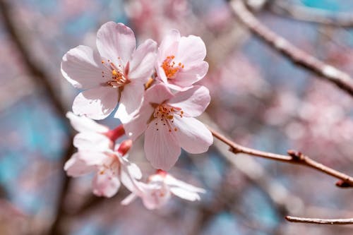 Kostenloses Stock Foto zu ast, baum, blumen