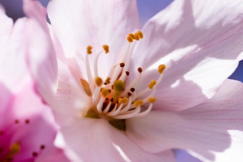 Free stock photo of blue, cherry blossom, flower