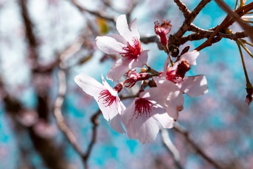 Бесплатное стоковое фото с весна, ветвь, голубой
