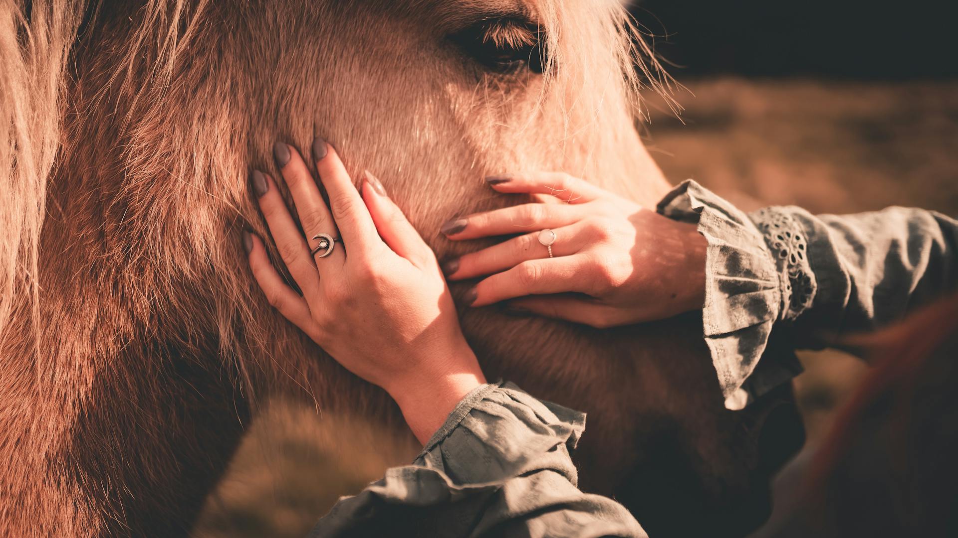 Crop unrecognizable female stroking muzzle of obedient horse while standing on grass under sunlight