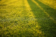 阳光明媚的日子里，绿草充满活力的特写镜头与柔和的阴影相映成趣