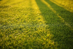 Close‑up of green grass