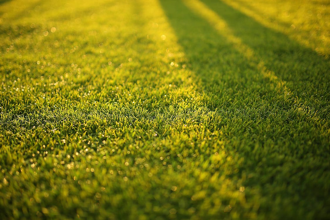 Fotografi Closeup Lapangan Rumput