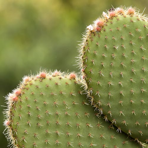 Exotic prickly cactus growing in nature